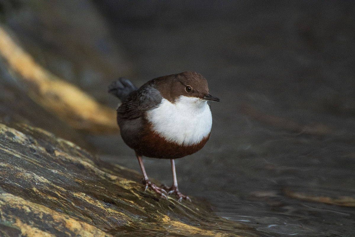 Wasseramsel (Cinclus cinclus gularis)