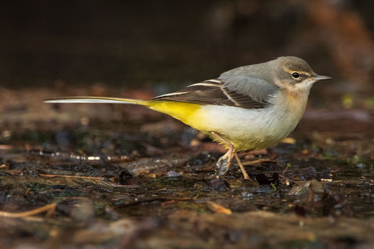 Gebirgsstelze (Motacilla cinerea)