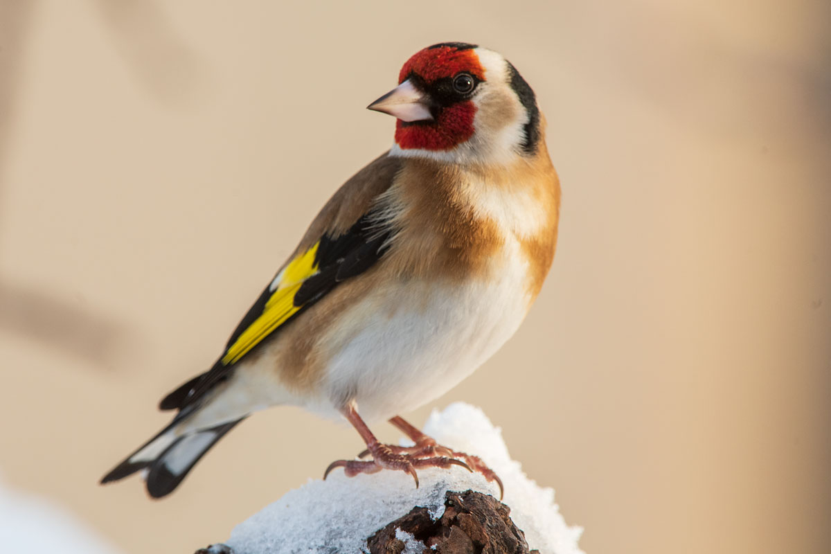 Stieglitz (Carduelis carduelis), Männchen