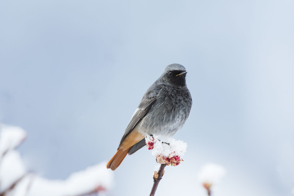 Hausrotschwanz (Phoenicurus ochruros)