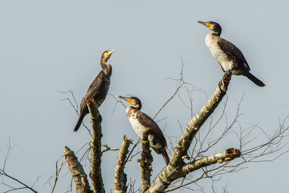 Kormoran (Phalacrocorax carbo)