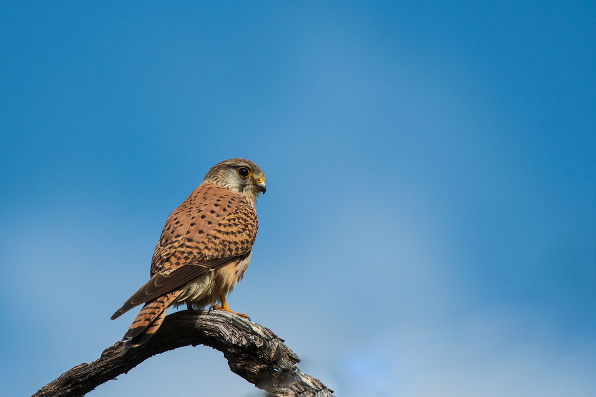 Turmfalke (Falco tinnunculus) W.