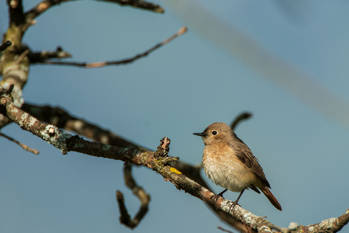 Gartenrotschwanz (Phoenicurus phoenicurus) W.