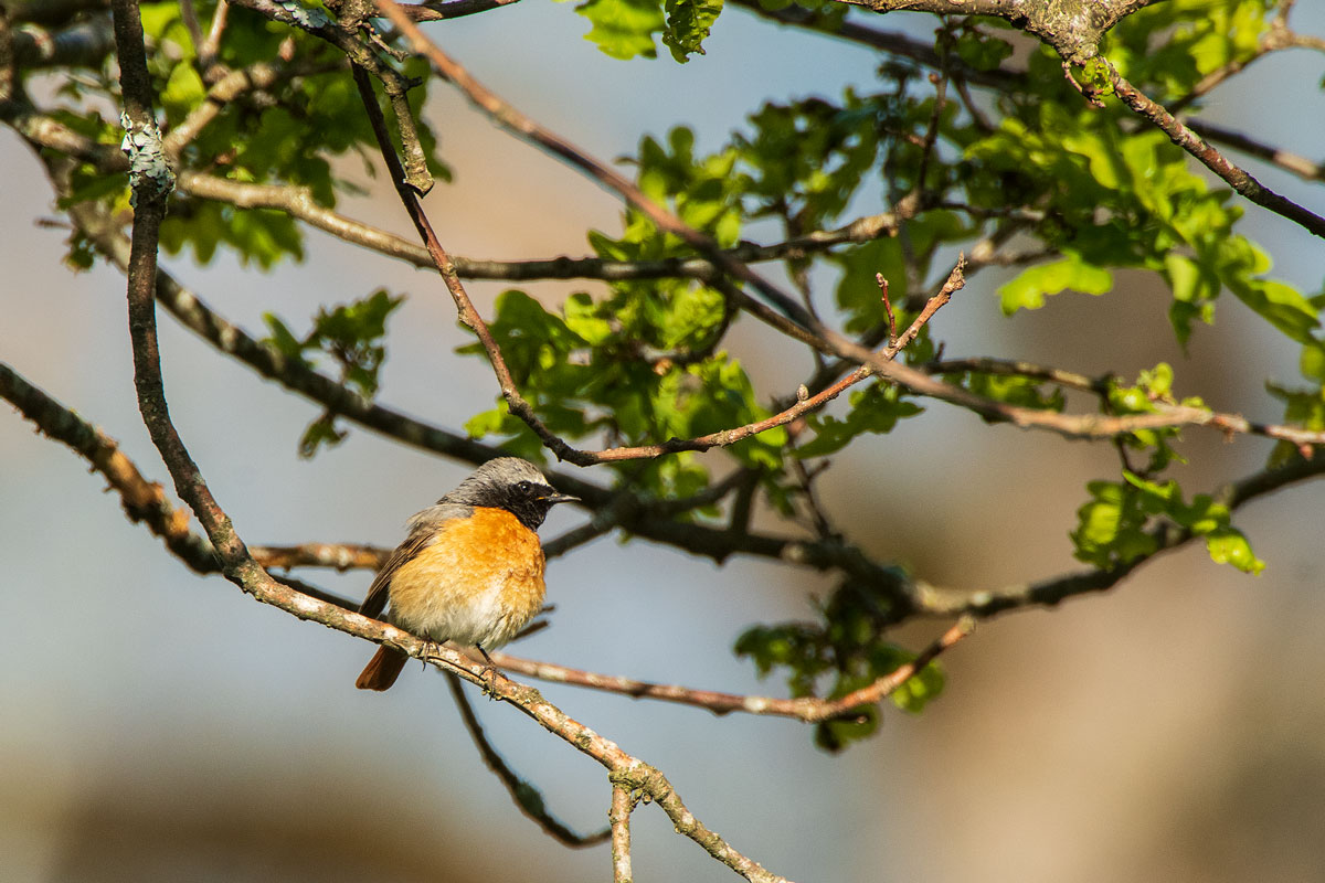 Gartenrotschwanz (Phoenicurus phoenicurus) M.