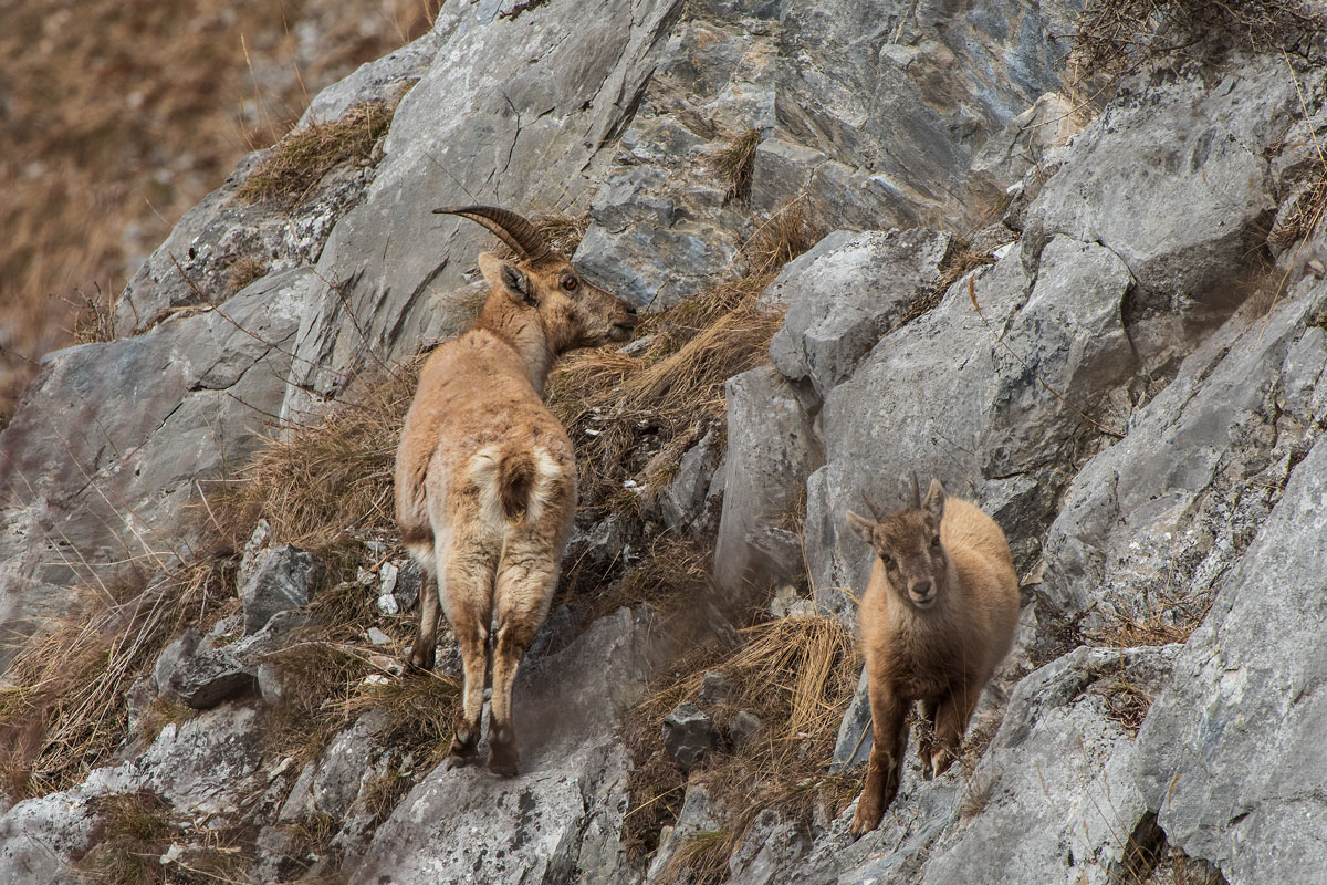 Steingeiss mit Kitz (Capra ibex)