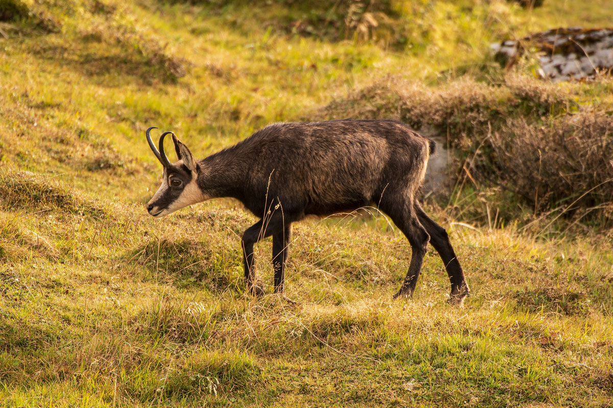 Gamsgeiss (Rupicapra rupicapra)