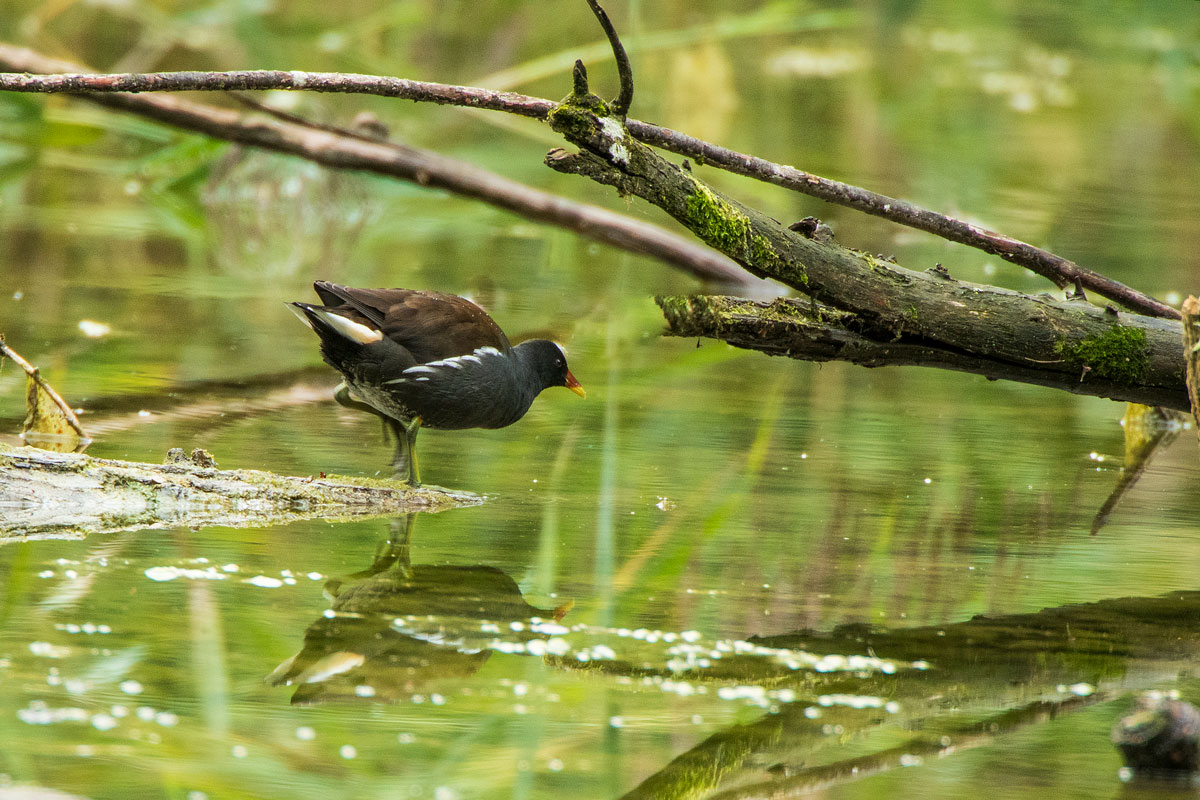 Teichhuhn (Gallinula chloropus)