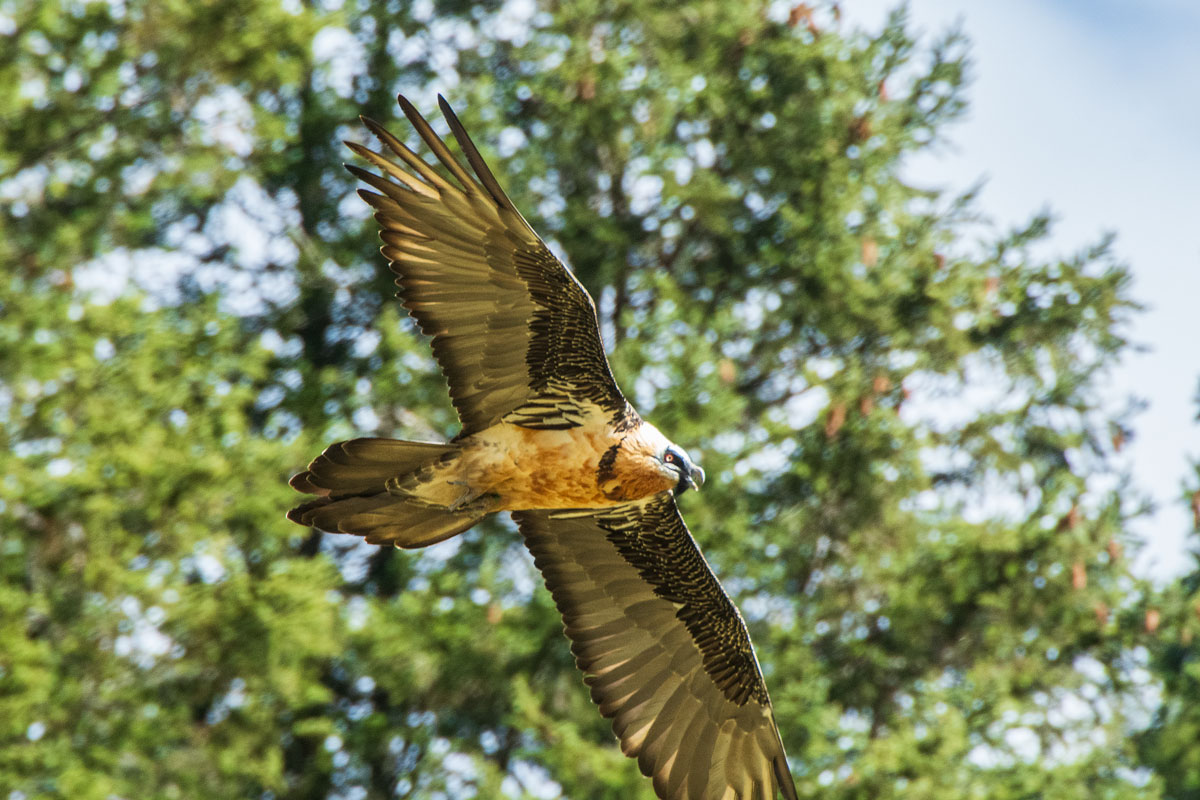 Bartgeier (Gypaetus barbatus)