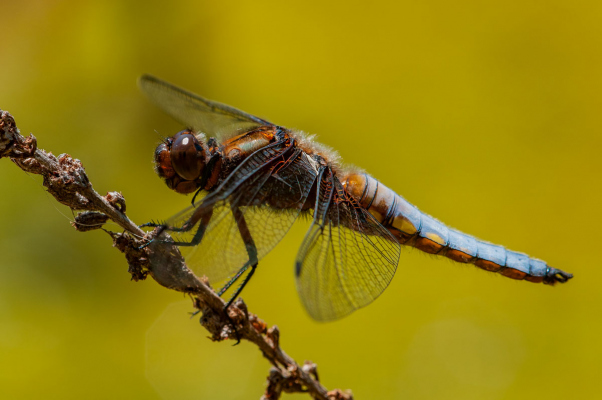 Insekten