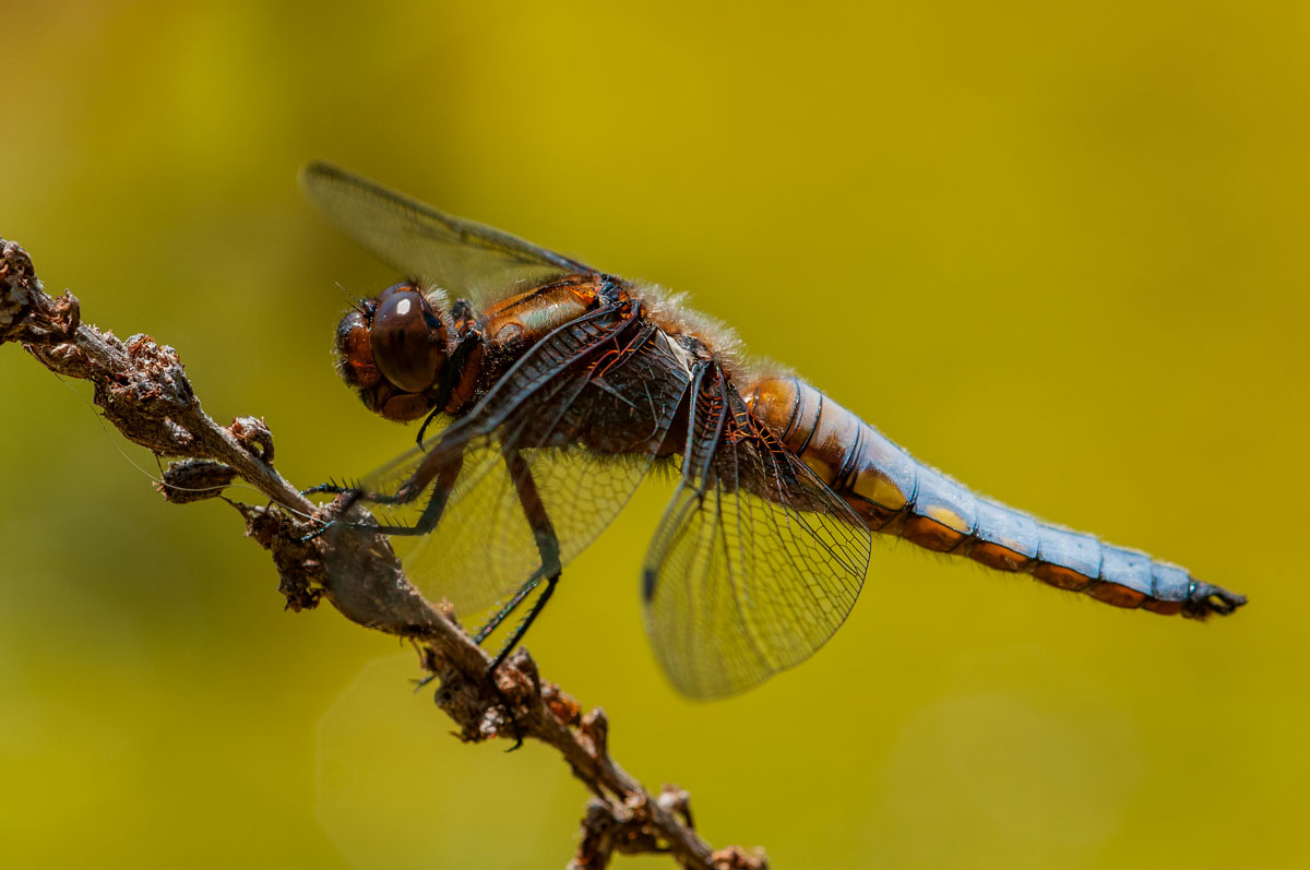 Plattbauch (Libellula depressa), Männchen