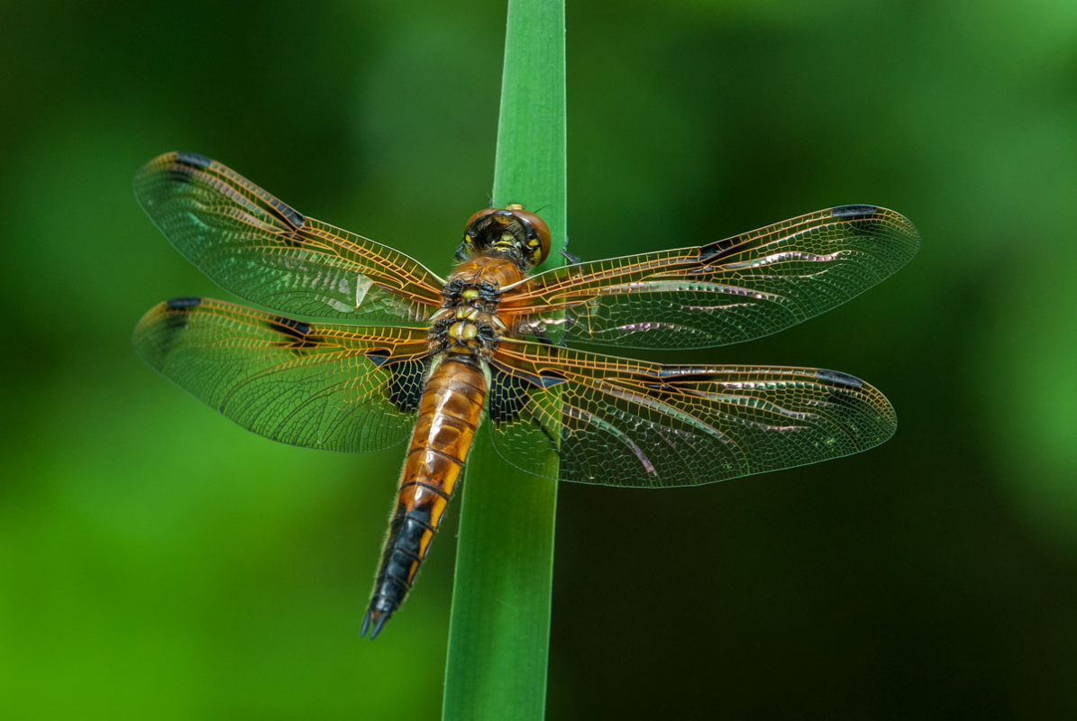 Vierfleck (Libellula quadrimaculata)