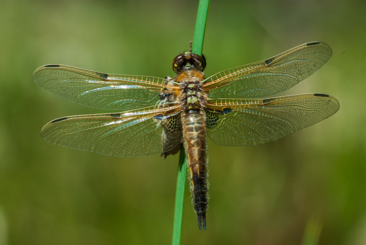 Vierfleck (Libellula quadrimaculata)