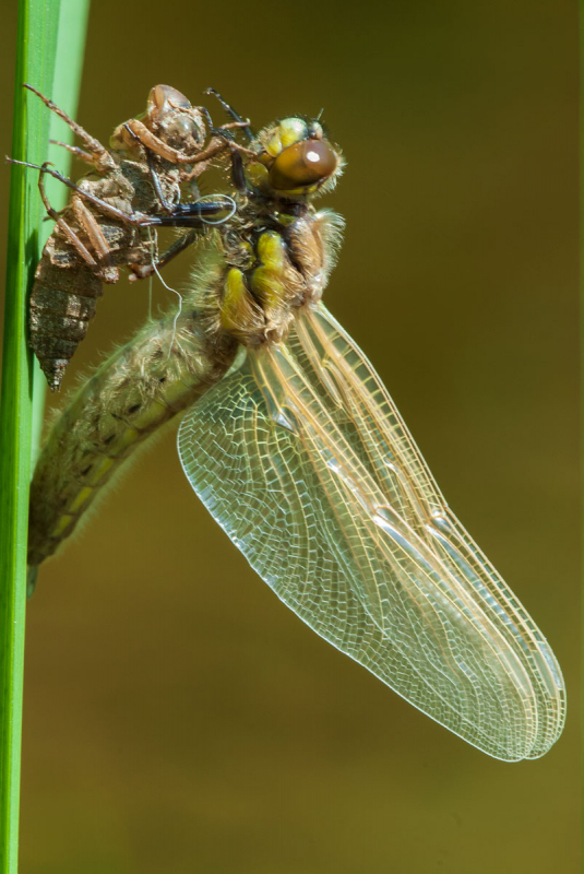 Vierfleck (Libellula quadrimaculata)