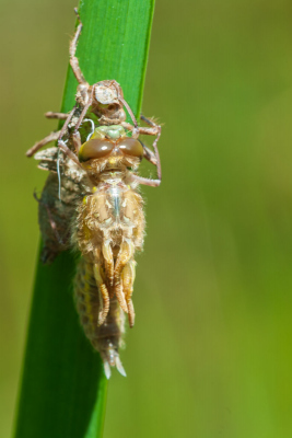 Insekten