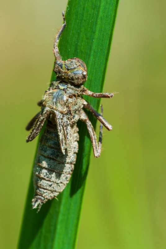 Larve der Vierflecklibelle (Libellula quadrimaculata)