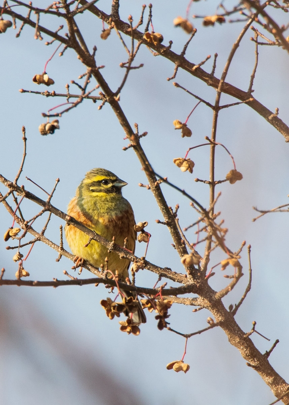 Zaunammer (Emberiza cirlus)