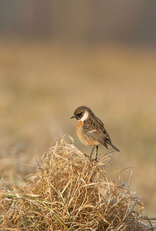 Schwarzkehlchen (Saxicola rubicola)