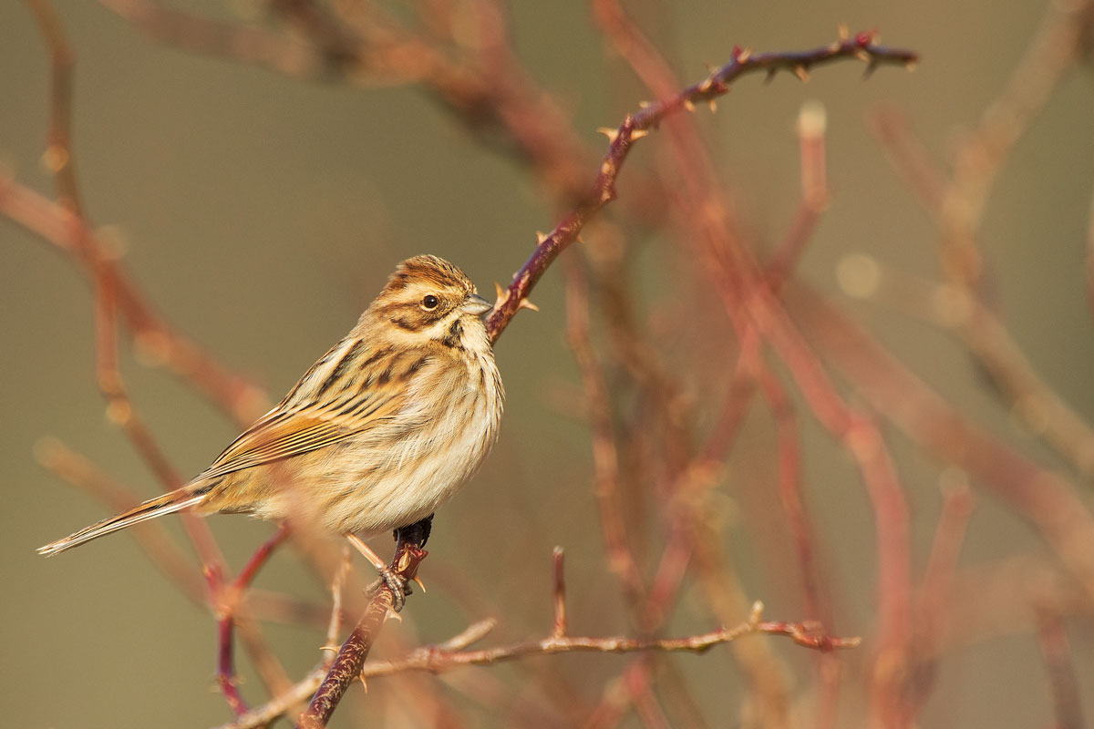 Rohrammer (Emberiza schoeniclus)