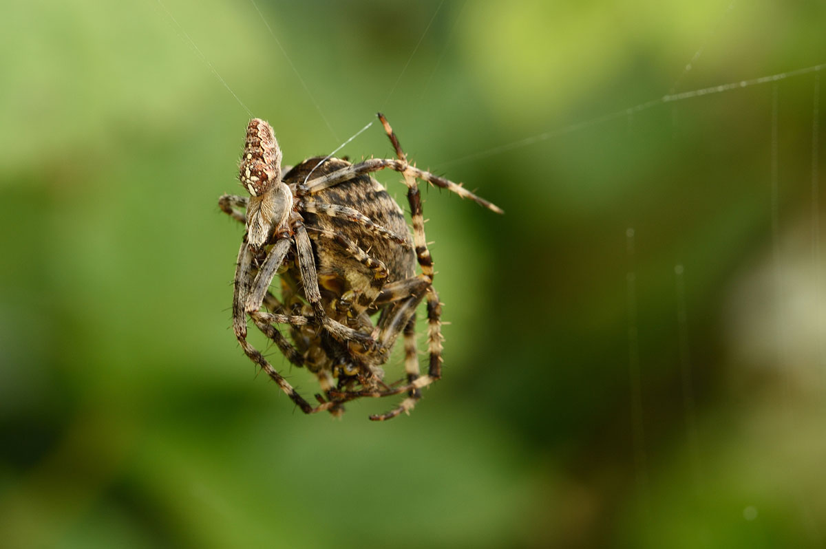 Gartenkreuzspinne (Araneus diadematus)