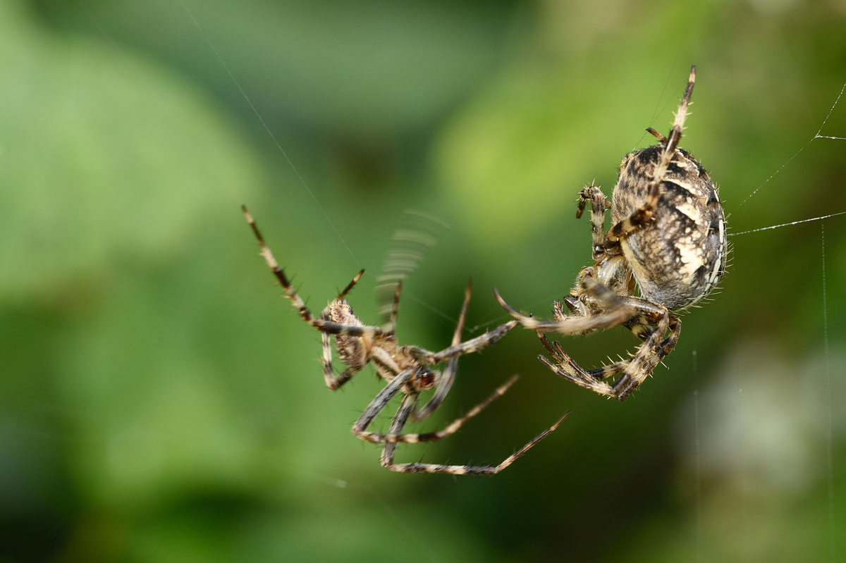 Gartenkreuzspinne (Araneus diadematus)