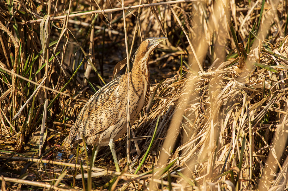 Rohrdommel ( Botaurus stellaris )