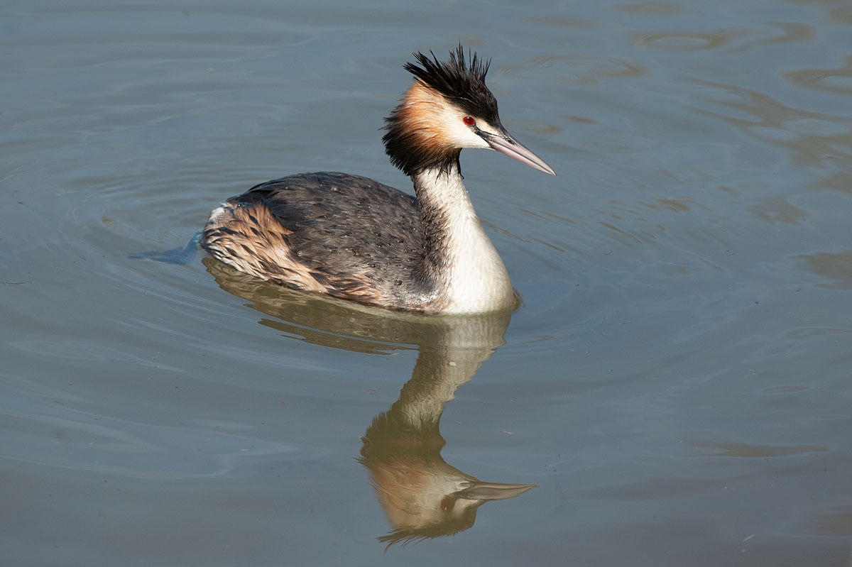 Haubentaucher (Podiceps cristatus)