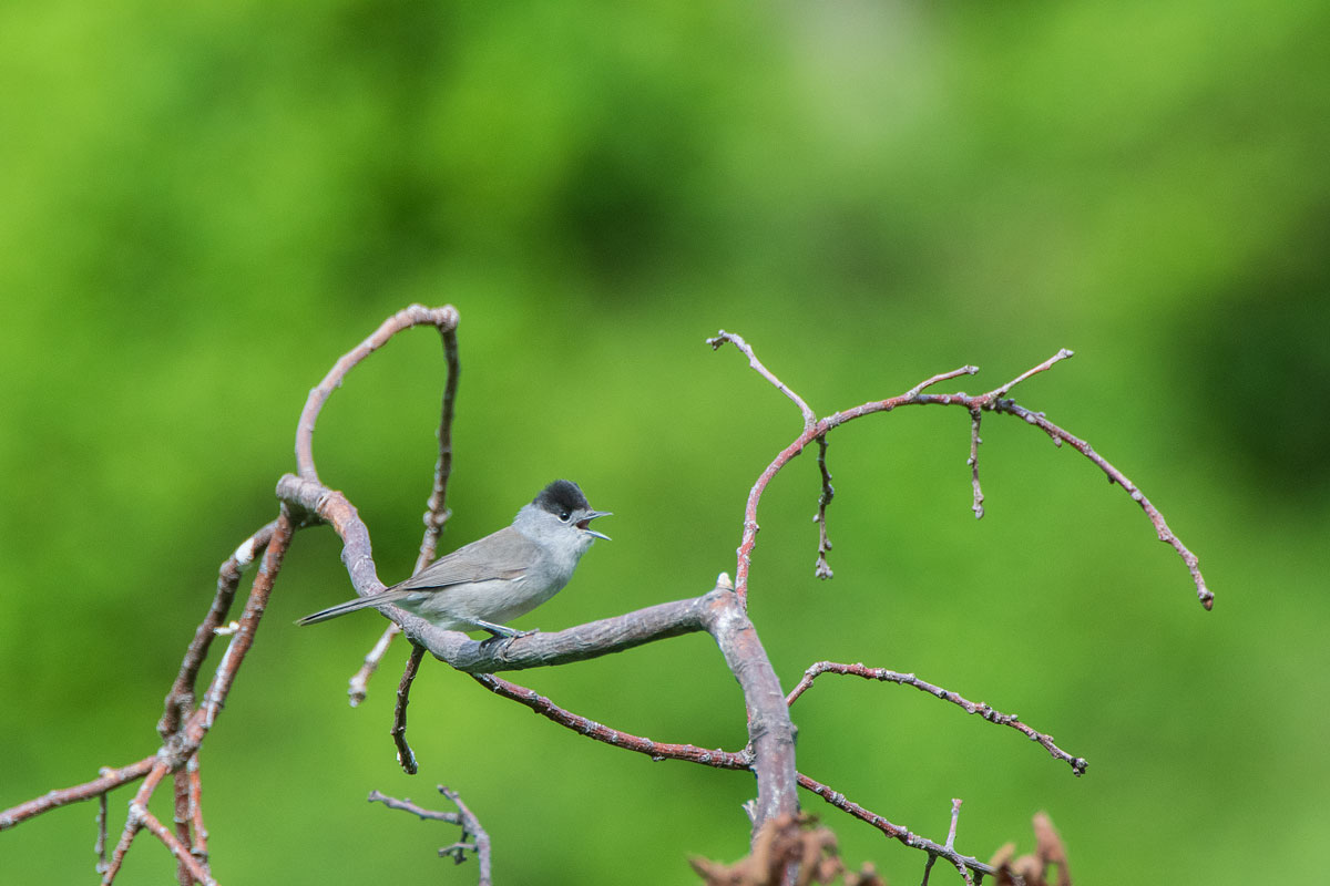 Mönchsgrasmücke (Sylvia atricapilla) M.