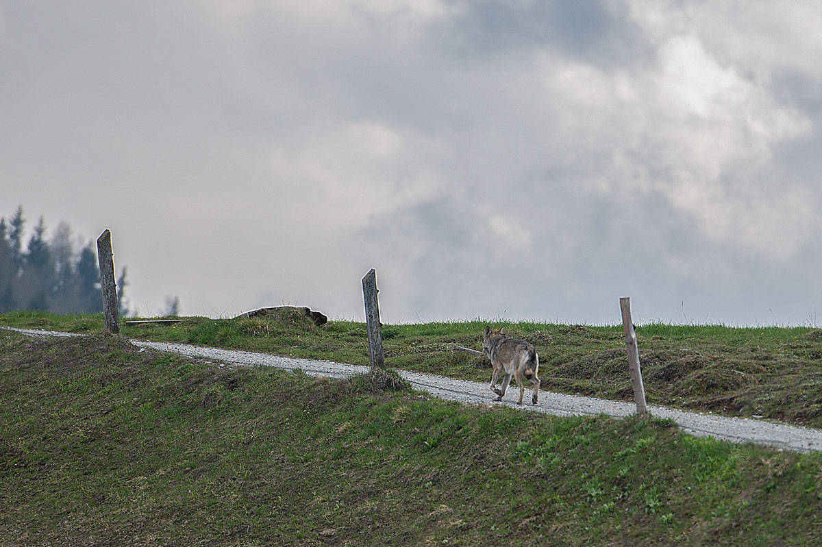 Wolf (Canis lupus)