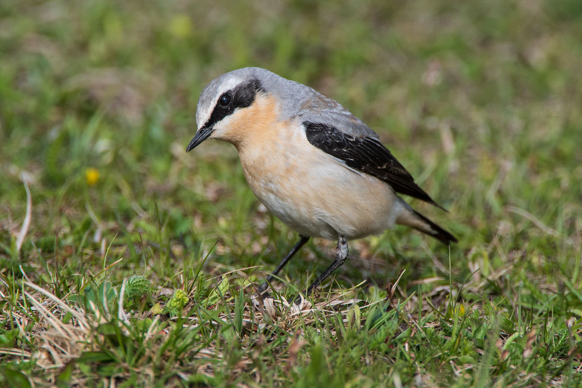 Steinschmätzer (Oenanthe oenanthe)