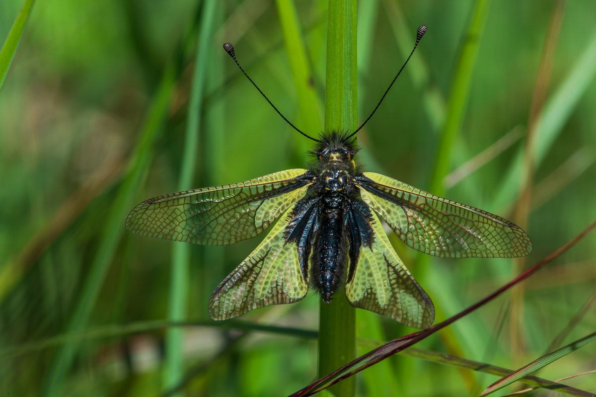 Schmetterlingshaft (Libelloides coccajus)