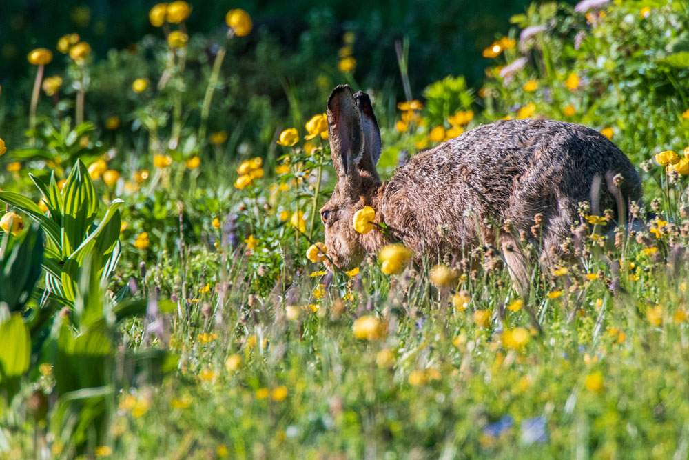 Feldhase (Lepus europaeus)