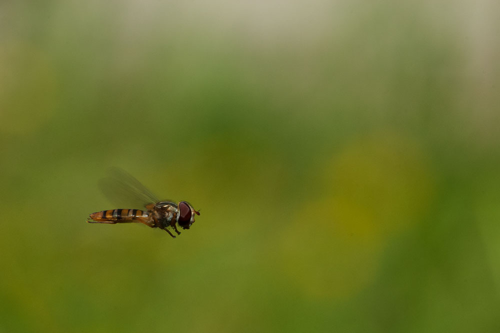 Hainschwebfliege (Episyrphus balteatus)