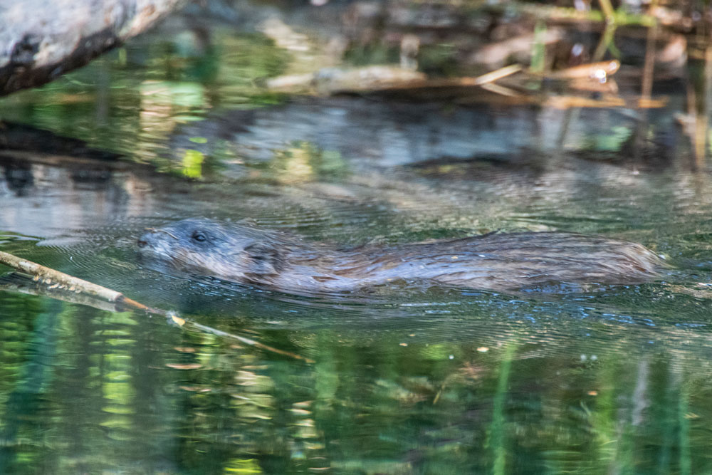 Bisamratte (Ondatra zibethicus)