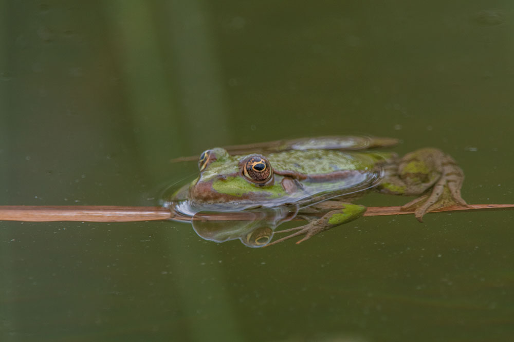 Teichfrosch (Pelophylax „esculentus“)