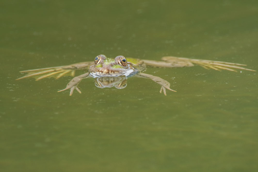 Teichfrosch (Pelophylax „esculentus“)