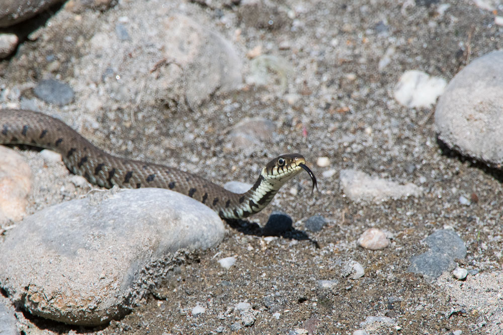 Barren-Ringelnatter (Natrix natrix helvetica)