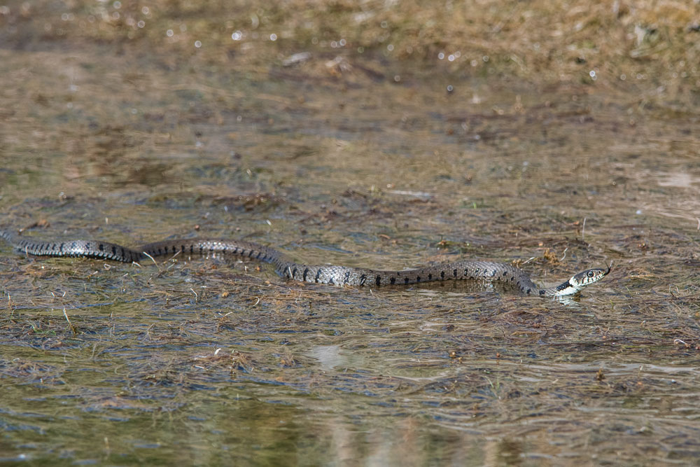 Barren-Ringelnatter (Natrix natrix helvetica)