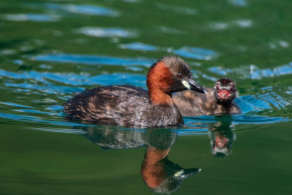 Zwergtaucher (Tachybaptus ruficollis)