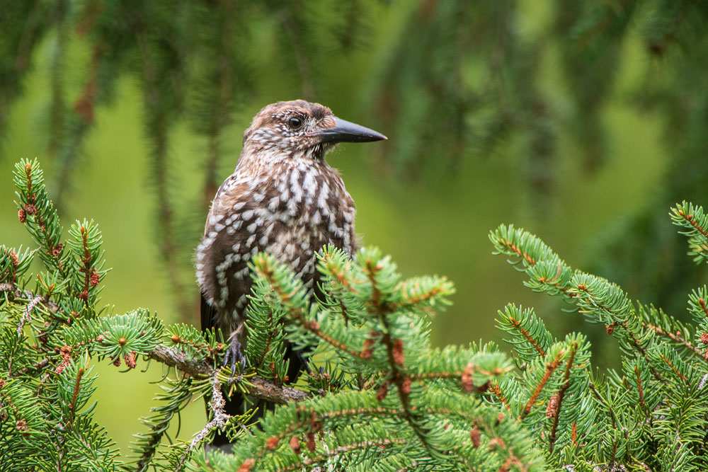 Tannenhäher (Nucifraga caryocatactes)