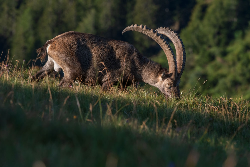 Alpensteinbock (Capra ibex)