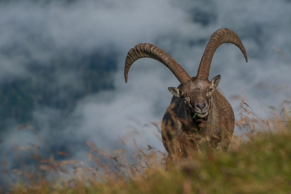 Alpensteinbock (Capra ibex)