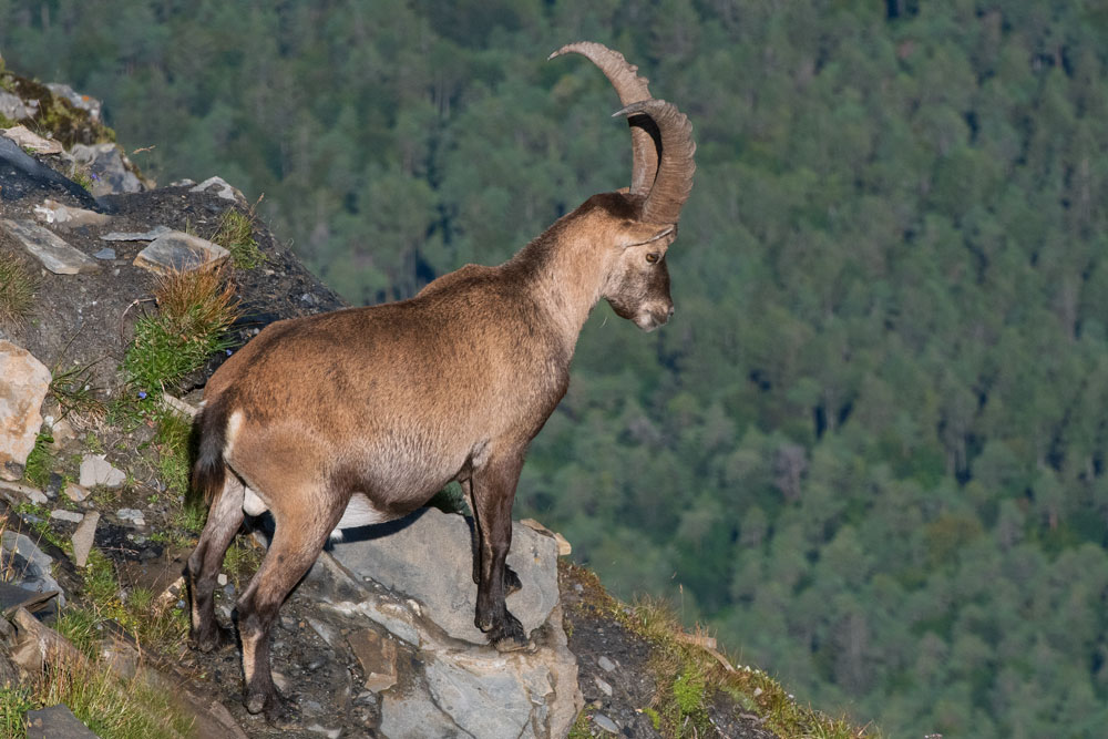 Alpensteinbock (Capra ibex)