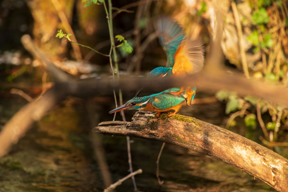 Eisvogel (Alcedo atthis)