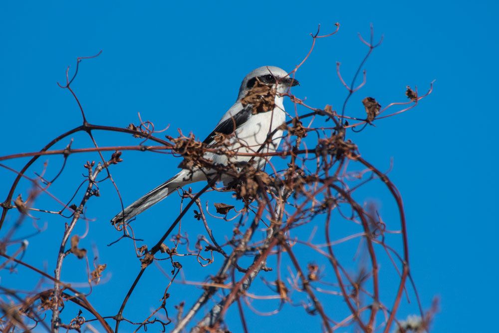 Raubwürger (Lanius excubitor)