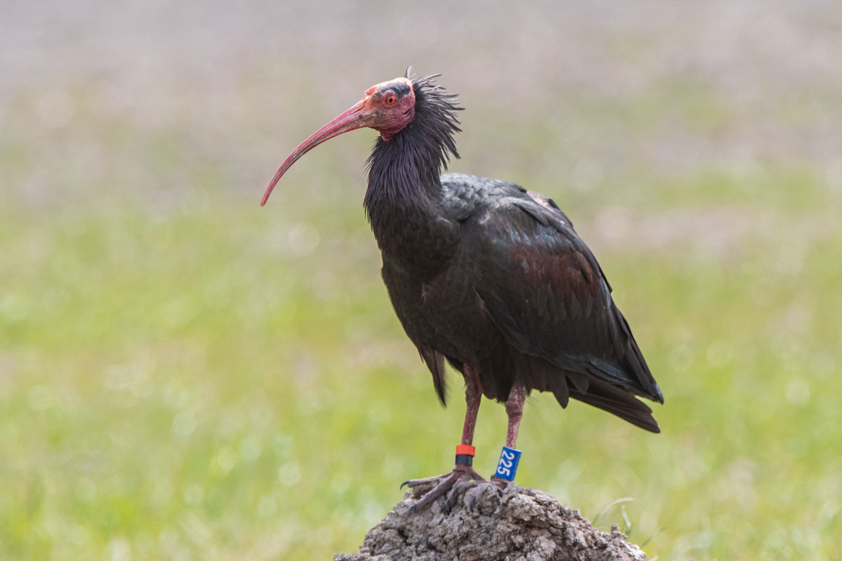 Waldrapp (Geronticus eremita)