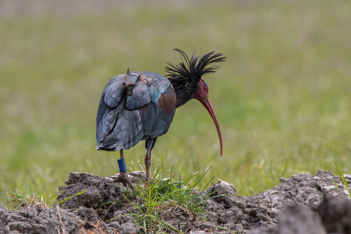 Waldrapp (Geronticus eremita)