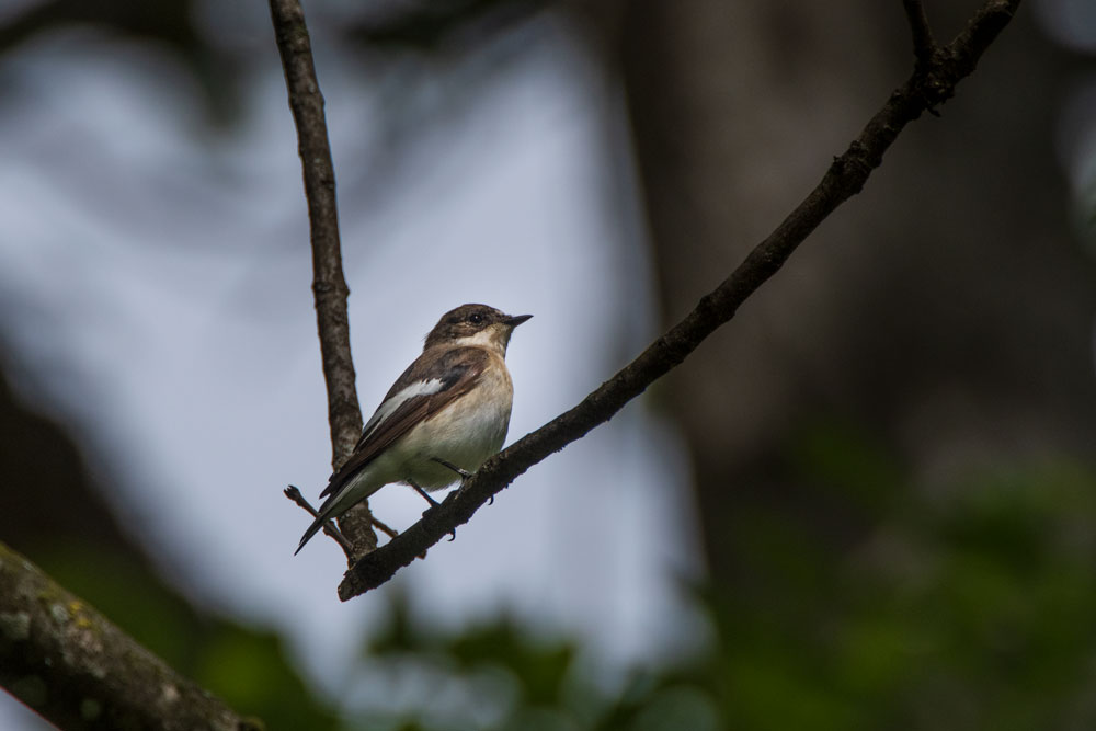 Trauerschnäpper (Ficedula hypoleuca)