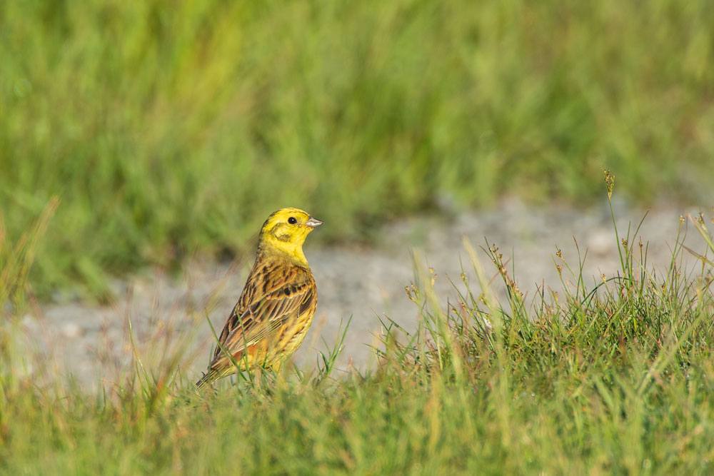 Goldammer (Emberiza citrinella)