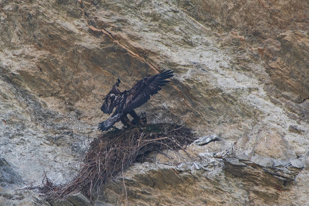 Steinadler (Aquila chrysaetos)