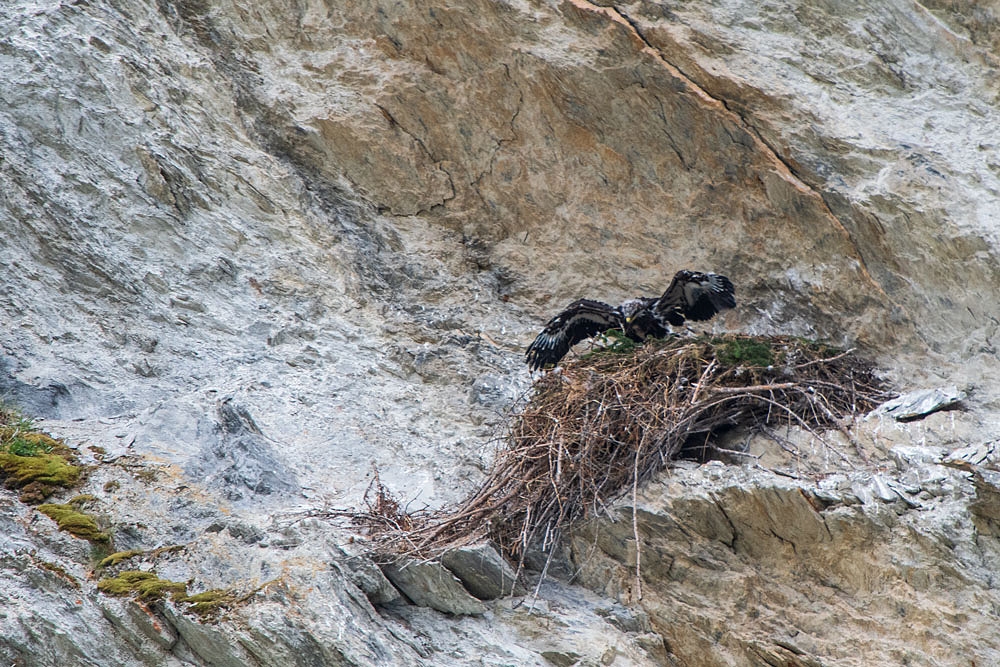 Steinadler (Aquila chrysaetos)